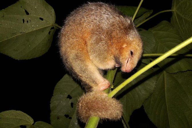 Ecogarden Arenal Night Walk - Key Points