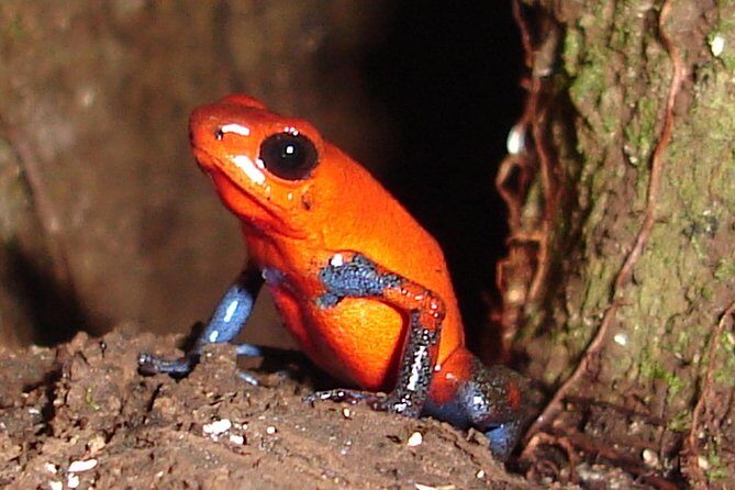 Ecogarden Arenal Night Walk - The Sum Up