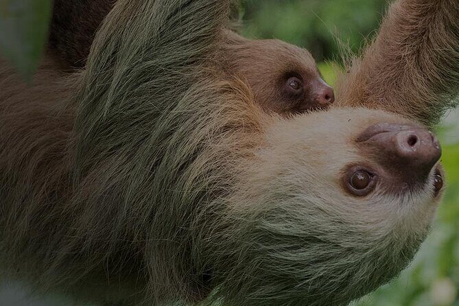 Ecogarden Arenal Sloth Tour - Exploring Costa Rica’s Wildlife with the Ecogarden Arenal Sloth Tour