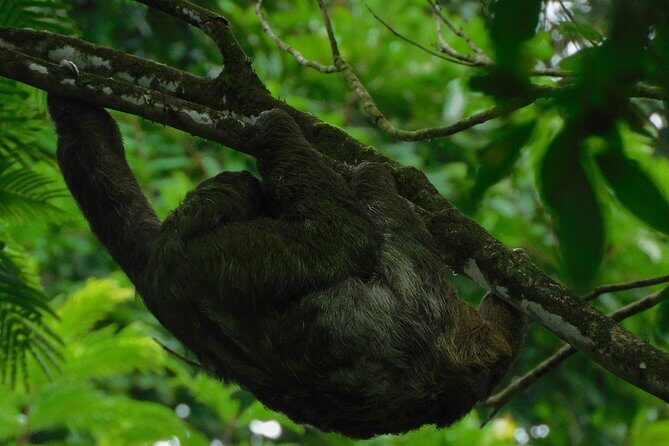 Ecogarden Arenal Sloth Tour - FAQ