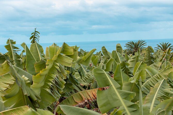 Ecological Banana Plantation Tour - Ecological Banana Plantation Tour: A Genuine Look at Sustainable Farming in Tenerife