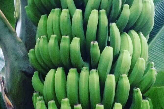 Ecological Banana Plantation Tour - Final Thoughts: Is It Worth It?