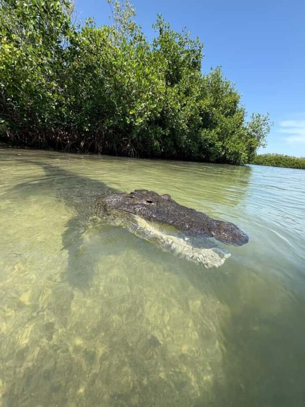 ECOSAFARI: Explore the mangroves, flamingos and crocodiles. - Key Points