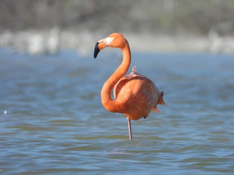 ECOSAFARI: Explore the mangroves, flamingos and crocodiles. - Final Thoughts: Is It Worth It?