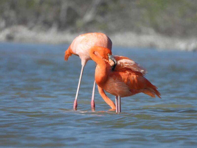 ECOSAFARI: Explore the mangroves, flamingos and crocodiles. - FAQ