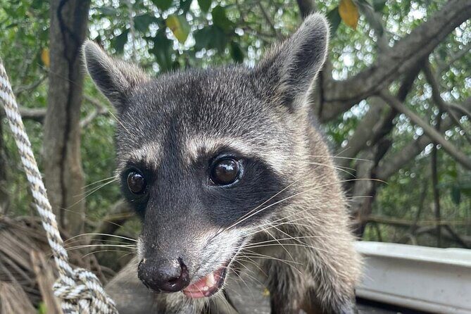 Ecotour craft fishing and culture in mangroves - Final Thoughts: Who Is This Tour Best For?