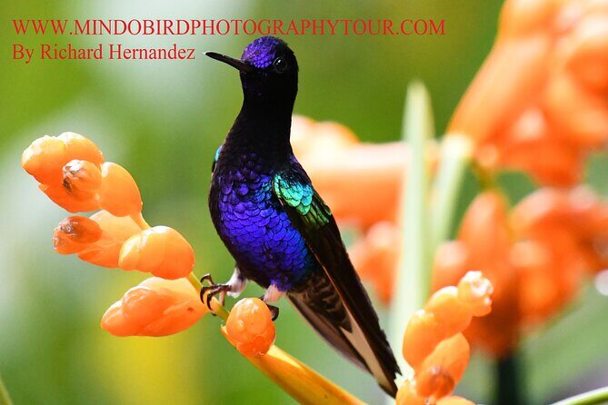 Ecuador & Mindo Bird Photography Tours with Richard Hernandez - Who Should Consider This Tour?