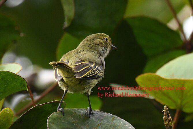 Ecuador & Mindo Bird Photography Tours with Richard Hernandez - Final Thoughts