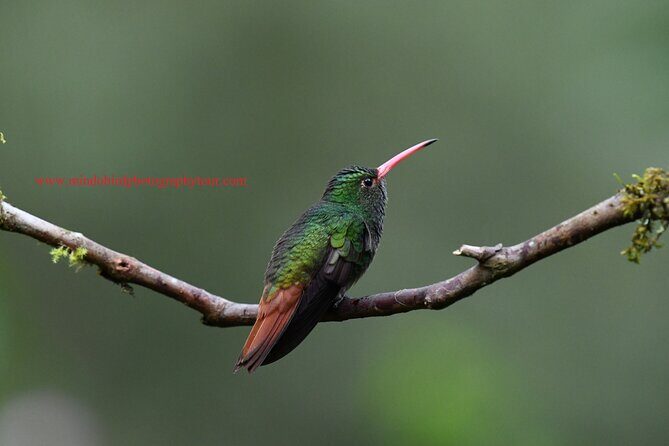 Ecuador & Mindo Bird Photography Tours with Richard Hernandez - FAQ