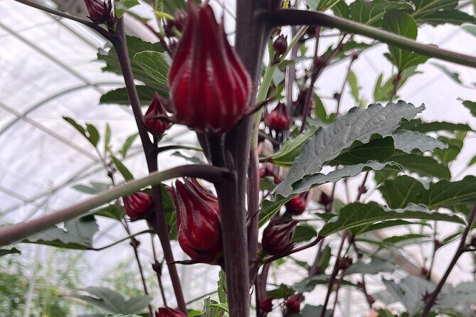 Edible Hibiscus Guided Farm Tour (Big Island) - Key Points