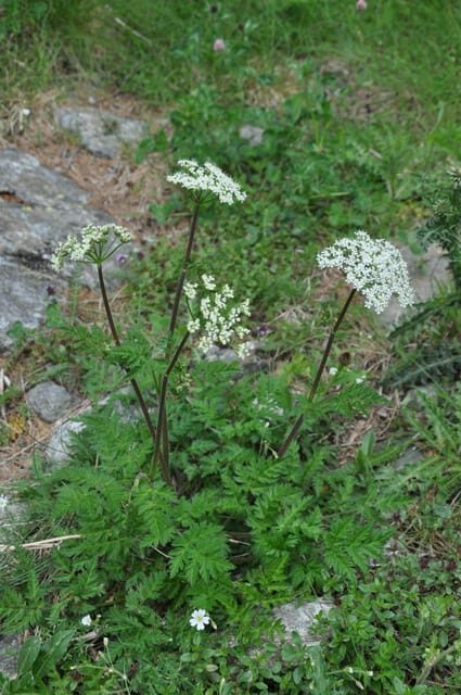 EDIBLE SPONTANEOUS PLANTS - Edible Spontaneous Plants in the Aosta Valley: An Authentic Foraging Experience