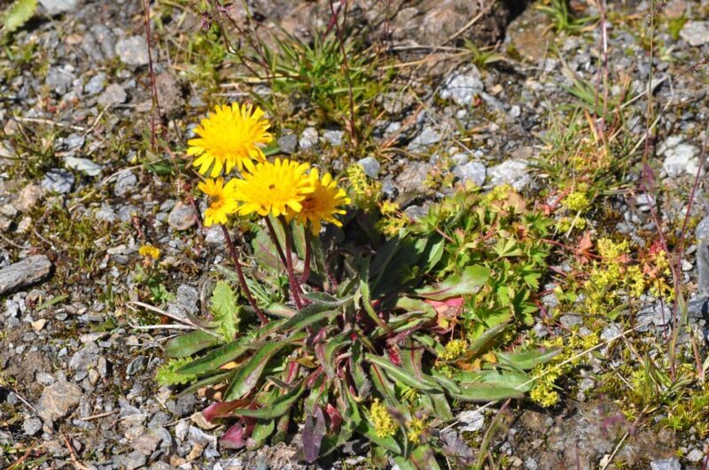 EDIBLE SPONTANEOUS PLANTS - Why This Tour Is Worth Considering