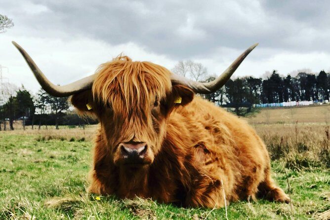 Edinburgh City Centre Private and Personal Half Day Driving Tour - Who Should Consider This Tour?