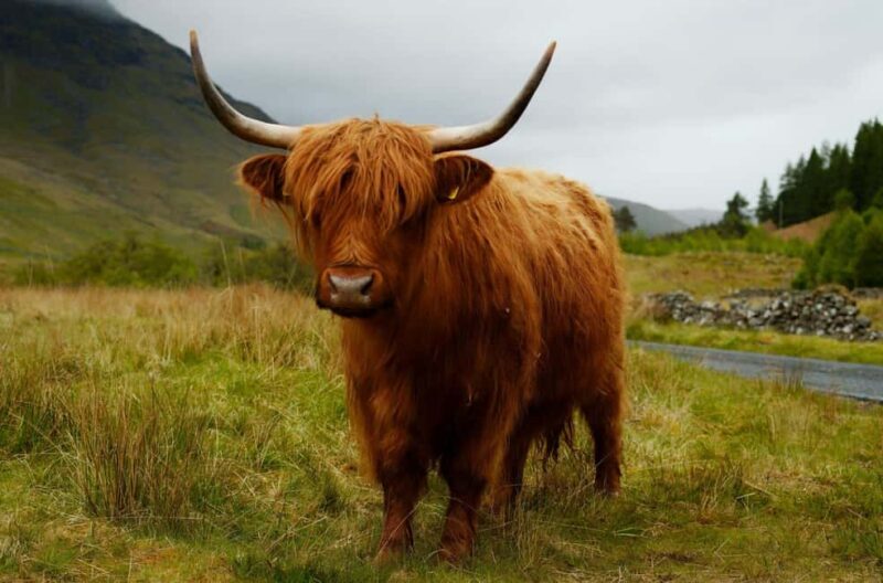 Edinburgh Essentials  4-Hour Private Tour - FAQ