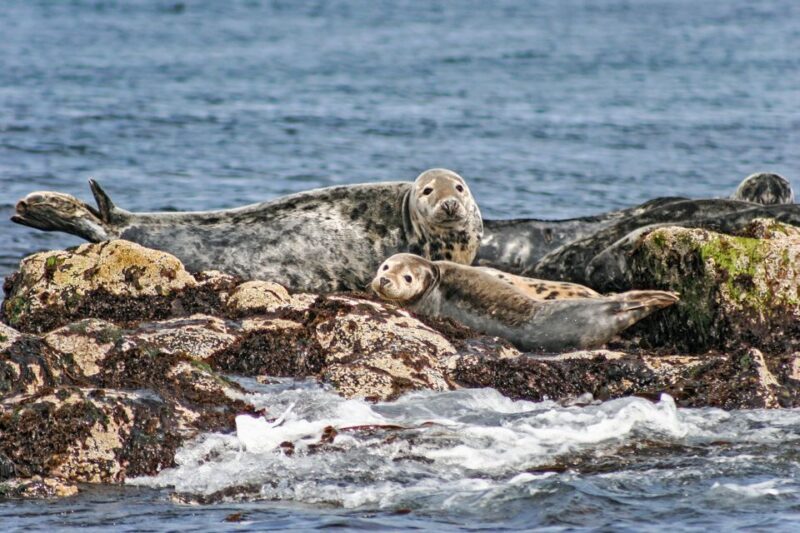 Edinburgh: 'Firth of Forth' Three Bridges Sightseeing Cruise - FAQ