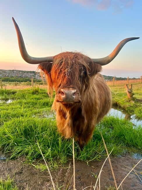 Edinburgh: Highland Cow, Blackness Castle, and Cake Tour - Exploring the Highlights in Detail