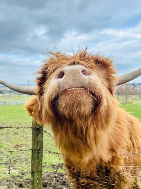Edinburgh: Highland Cow, Blackness Castle, and Cake Tour - Who Should Consider This Tour?