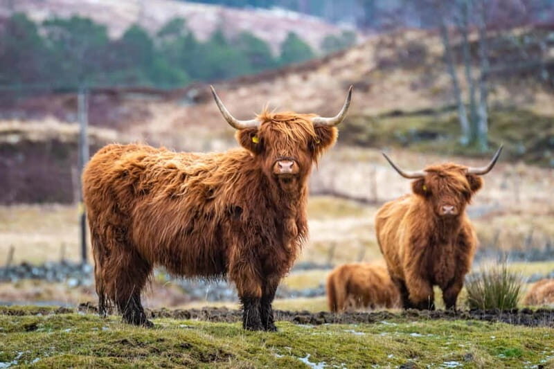 Edinburgh: Highland Lochs, Glens & Hairy Coo's (Small Group) - Practical Details and Value