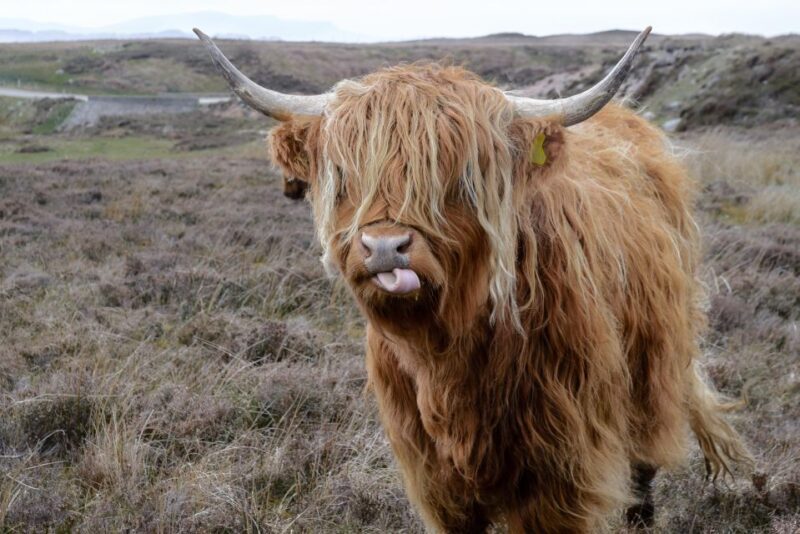 Edinburgh: Hill & Nature Hike With a Local - A Step-by-Step Look at the Itinerary