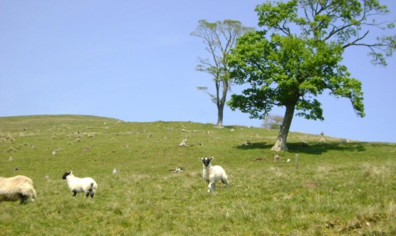 Edinburgh: Hill & Nature Hike With a Local - Authentic, Balanced, and Practical