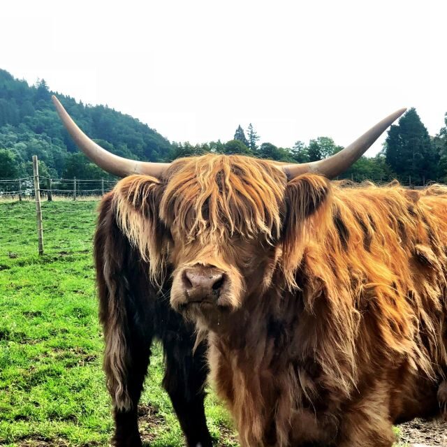 Edinburgh Private Tour - The Sum Up
