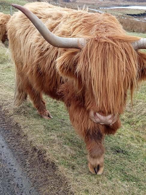 Edinburgh: Stirling, Highlands, Loch Ness, Mull 5-Day Tour - Transportation and Logistics