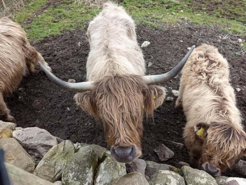Edinburgh: Stirling, Highlands, Loch Ness, Mull 5-Day Tour - Final Thoughts: Who Should Consider This Tour?