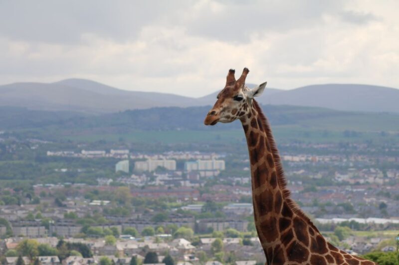 Edinburgh Zoo Entrance Ticket - A Closer Look at the Edinburgh Zoo Experience