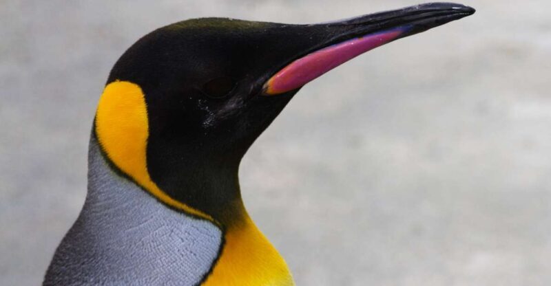 Edinburgh Zoo Entrance Ticket - Frequently Asked Questions