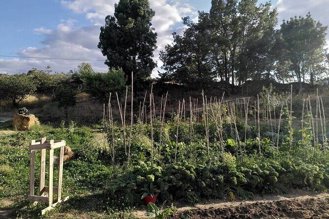 Educational visit of a Certified Organic Micro Farm in Trancoso - FAQs