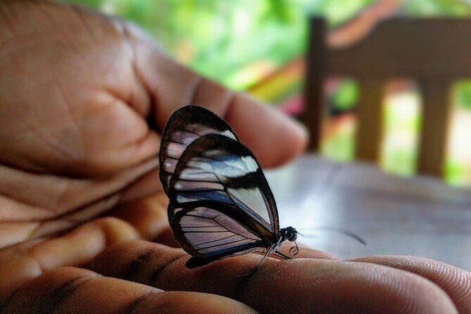 Educational Walk in the Rainforest Waterfall and Horse Ride - Key Points