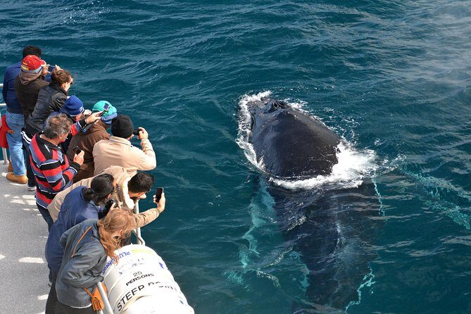 Educational Whale Watching Tour from Perth - Key Points