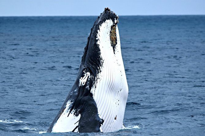 Educational Whale Watching Tour from Perth - Who Will Love This Tour?