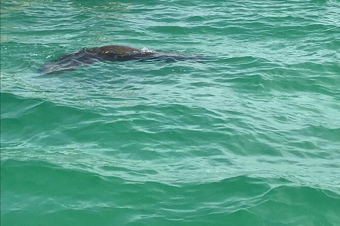 Egmont Key Snorkeling Dolphin Tour - An Honest Look at the Egmont Key Snorkeling Dolphin Tour