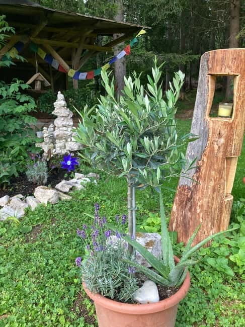 Ehrwald: Time to Relax-Outdoor Yoga in Mountain Scenery - Analyzing the Value