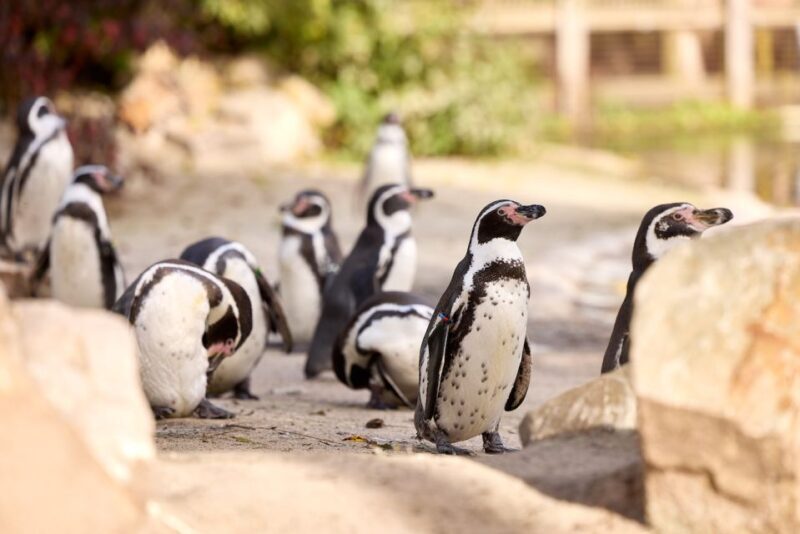 Eindhoven Zoo Entry Ticket - Authentic Experiences and Authentic Highlights