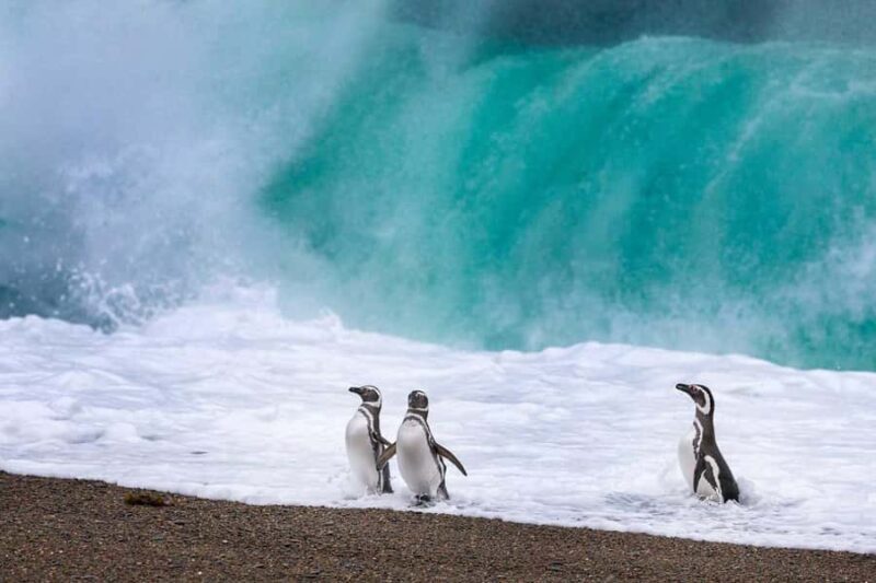 El Calafate: Monte León 4x4 Wolves and Penguins Excursion - Frequently Asked Questions (FAQ)