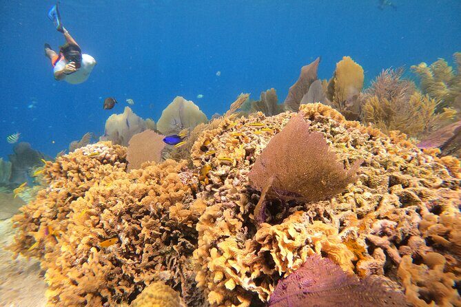 El Cielo and Snorkeling for Cruise Ship Passengers - Exploring the Cozumel Snorkel Tour in Detail