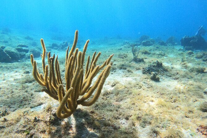 El Cielo and Snorkeling for Cruise Ship Passengers - Final Thoughts