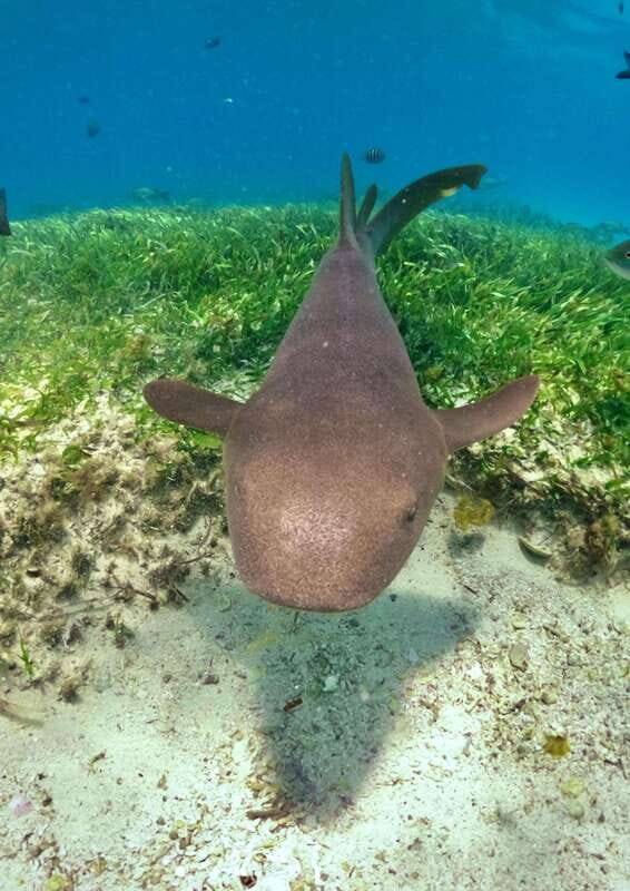 El Cielo Cozumel private snorkel tour - The Sum Up