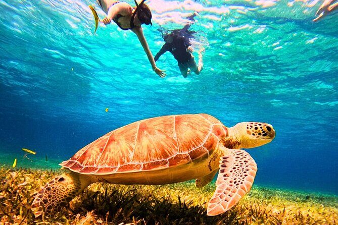 El Cielo Cozumel Snorkel Private Tour Big Group + Food Drinks - A Deep Look at the El Cielo Cozumel Snorkel Private Tour