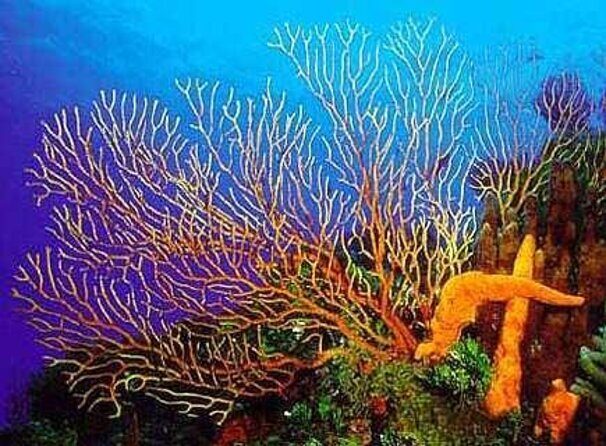 El Cielo Cozumel Snorkeling by Private Boat - An Authentic Cozumel Snorkeling Experience on a Private Boat