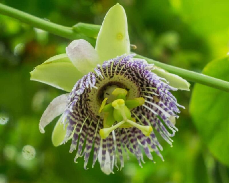 El Encanto: natural paradise & birdwatching in the heart of Colombia - Practical Tips for the Day