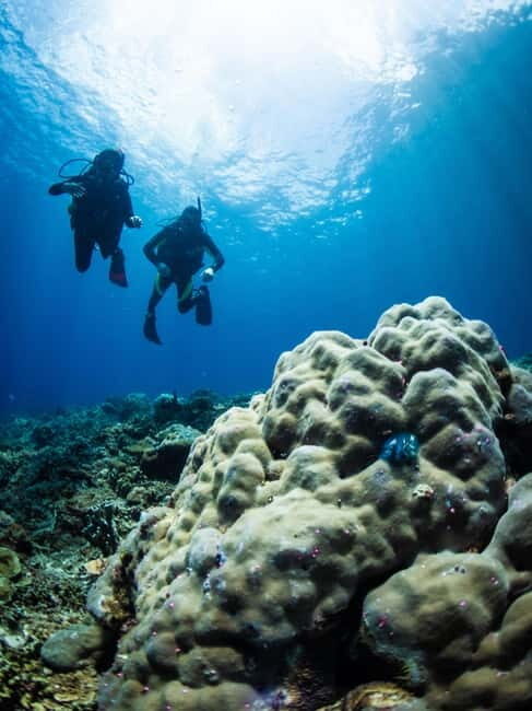 El Nido: Deep Blue Dive Seafari Experience - Introduction: A Dive into Palawan’s Marine Riches