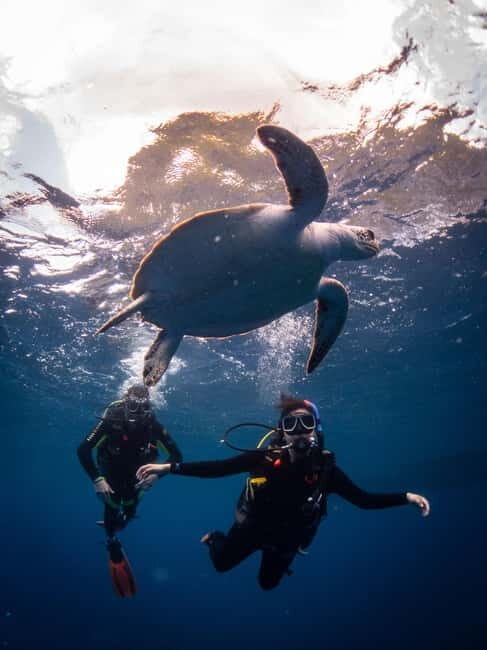 El Nido: Deep Blue Dive Seafari Experience - Analyzing the Value