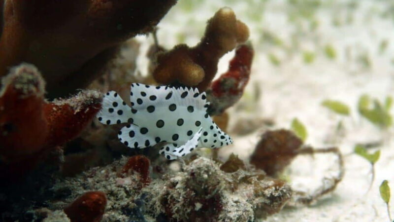 El Nido: Discover Scuba Diving with Manta Rays in Sibaltan - Authentic Experiences From Travelers