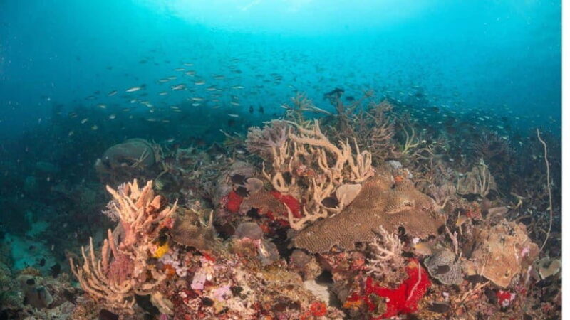 El Nido: Discover Scuba Diving with Manta Rays in Sibaltan - Final Thoughts: Who Should Consider This Tour?