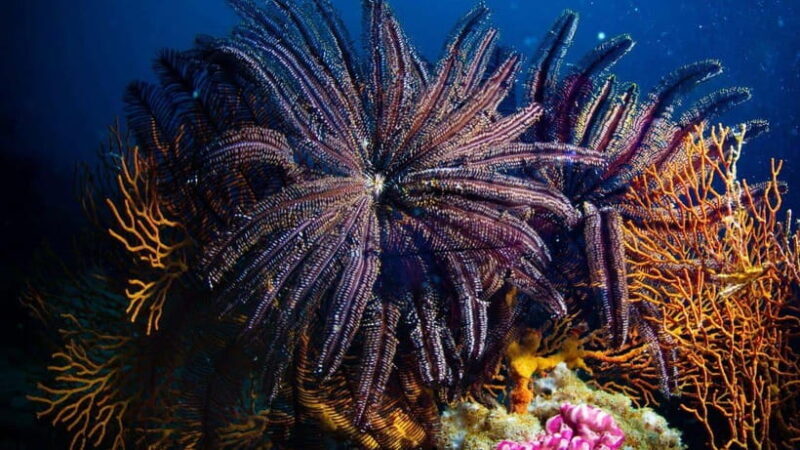 El Nido: Manta Ray Diving Experience in Sibaltan - Key Points