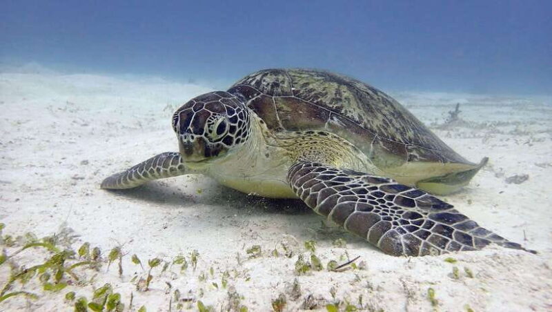 El Nido: Manta Ray Diving Experience in Sibaltan - An In-Depth Look at the Experience