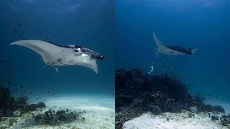 El Nido: Manta Ray Diving Experience in Sibaltan - Who Should Consider This Tour?